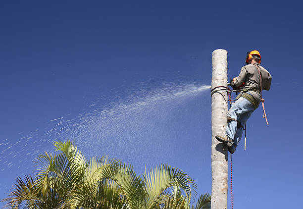 Professional Tree Care in Duncannon, PA