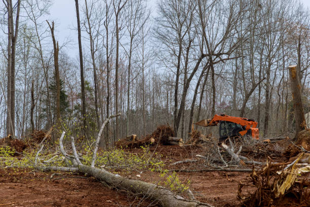 How Our Tree Care Process Works  in  Duncannon, PA